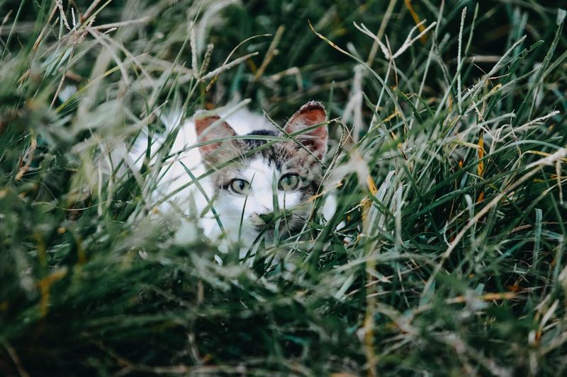 Een kat verhuizen: hoe Moos aan het nieuwe huis wende