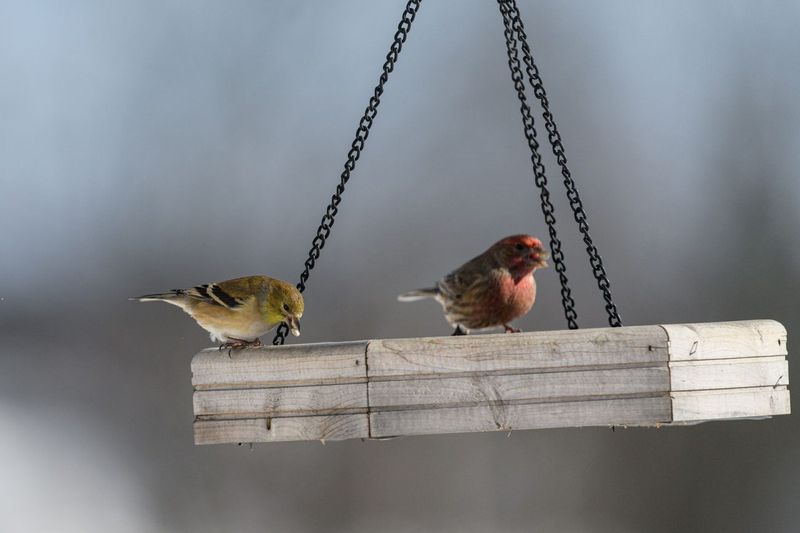 Een voederplank in de winter: welke vogels er in onze tuin komen